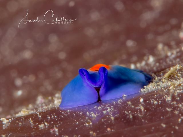 Foto: Sascha Caballero