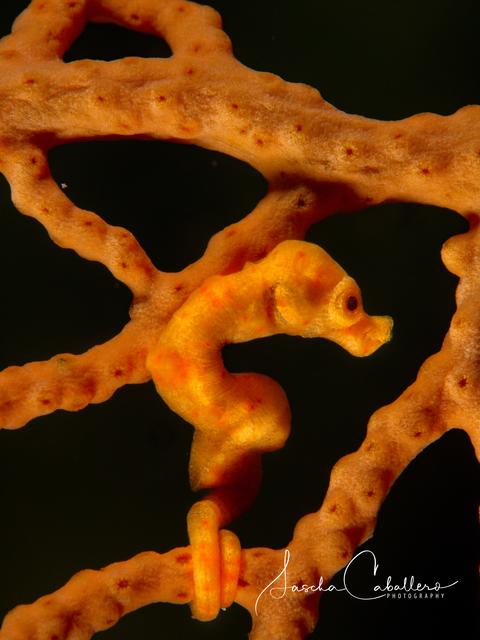 Foto: Sascha Caballero