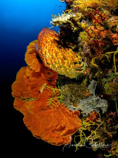 Foto: Sascha Caballero