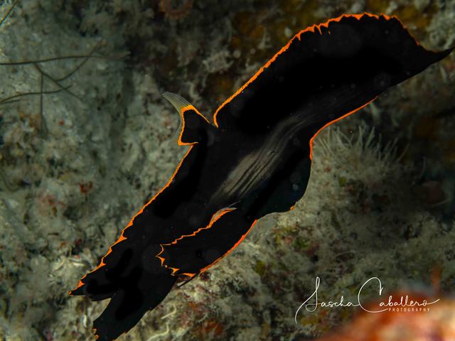 Foto: Sascha Caballero