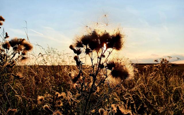 Zeichen des Spätsommers - ein Augustbild! | Foto: Aileen Schneider
