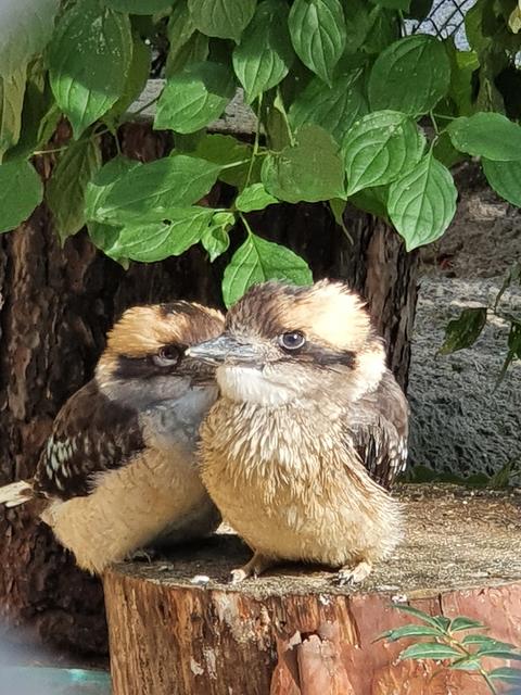 Küken des Lachenden Hans' im Viernheimer Vogelpark