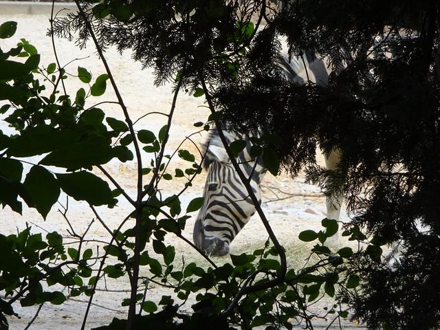 Tarnzebra im Heidelberger Zoo
