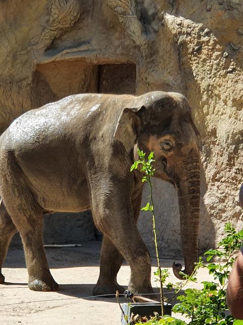 Lachender Elefant im Heidelberger Zoo