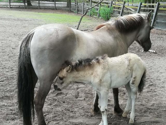 Wildpark Rheingönnheim