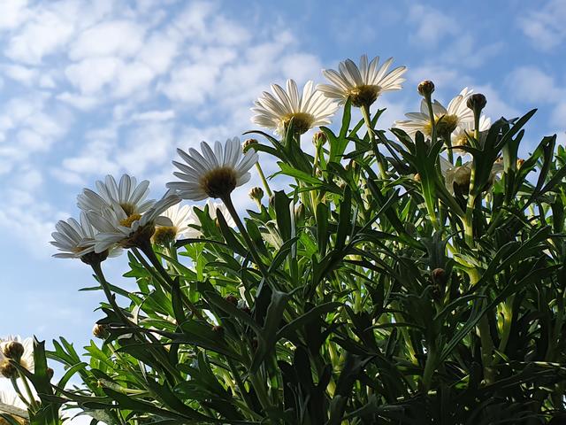 Viernheimer Sommerbalkon