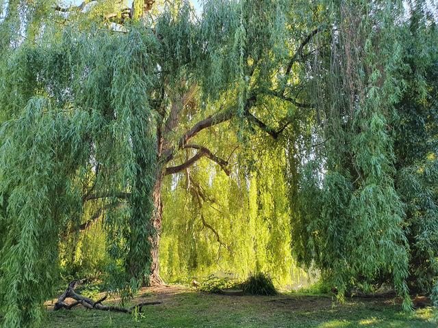 Herzogenriedpark Mannheim
