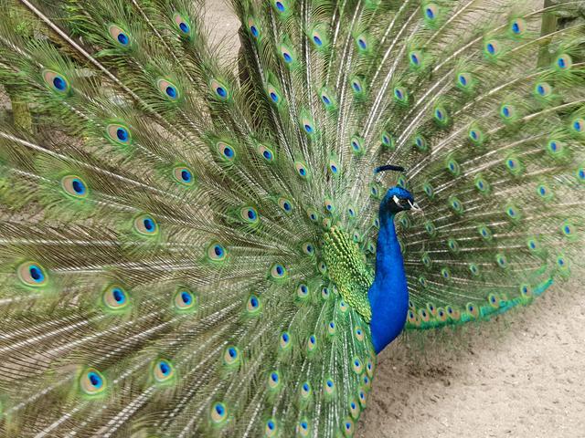 Stolzer Vater im Vogelpark am Karlsstern