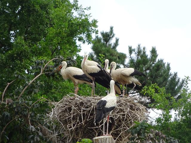 Storchennachwuchs im Heidelberger Zoo