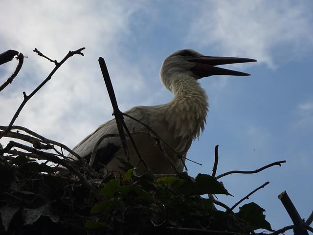 Storch bei Heidelberg