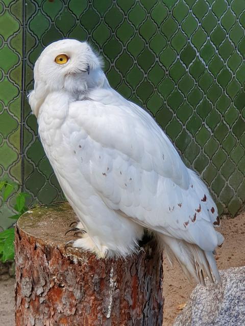 Schneeeule im Viernheimer Vogelpark