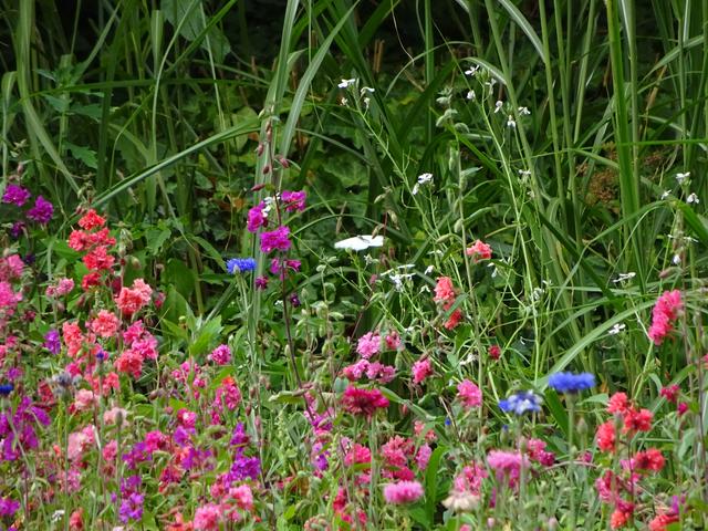 Blumenwiese mit Schmetterling bei Heidelberg