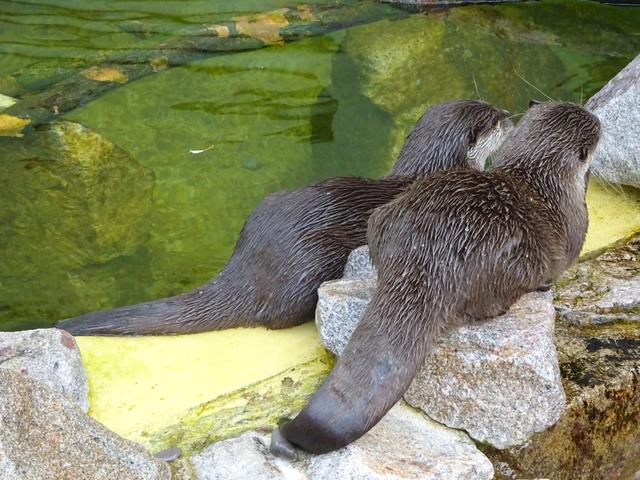 Ausnahmsweise ruhige Otter im Heidelberger Zoo