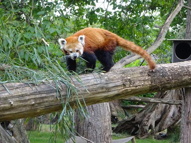 Panda im Heidelberger Zoo
