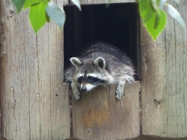 Chillender Waschbär im Heidelberger Zoo