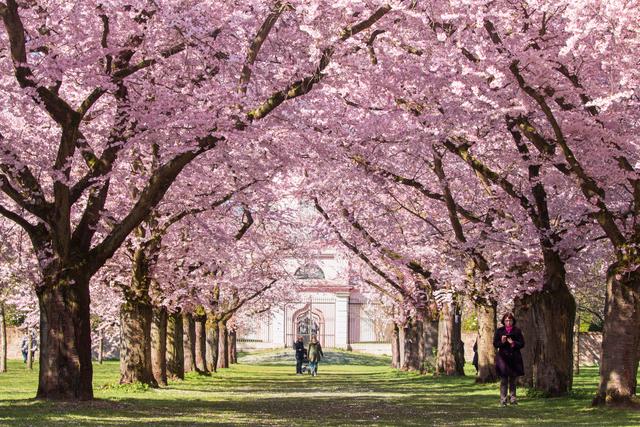 Kirschblüte im Schlossgarten, Schwetzingen, März 2020.