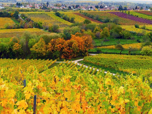 Bild 10, Oktober
Der "Goldene Herbst" verzaubert die Landschaft bei Gimmeldingen!