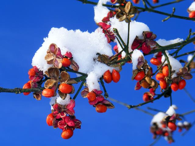 Bild 12, Dezember 
Schneehäubchen auf den Zweigen. Gesehen auf dem Spazierweg rund um den Niederwiesenweiher in Iggelheim.