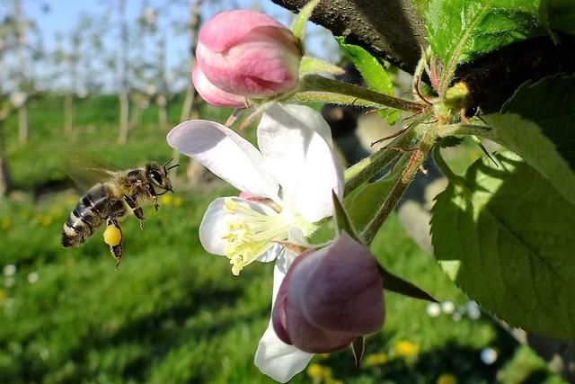 Bild 4.1, April
Fleißige Nektarsammlerin für leckeren Honig in einer Obstplantage bei Meckenheim.