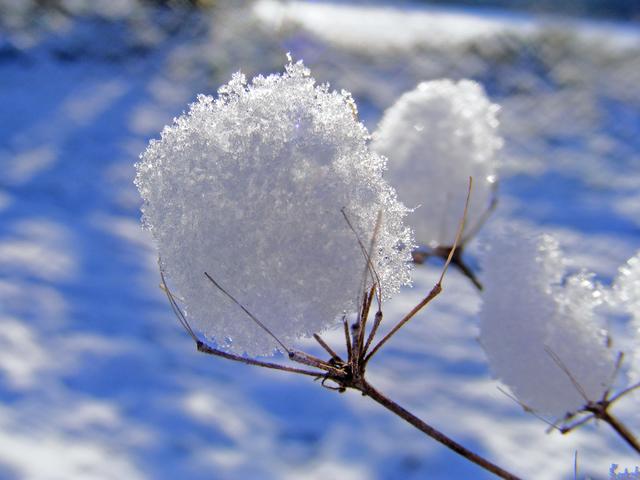 Bild 12.1 Dezember
Wunderbar zartes, duftiges Schneehäubchen, "gehalten" von mehr als filigranem ausgetrocknetem Pflänzchen...