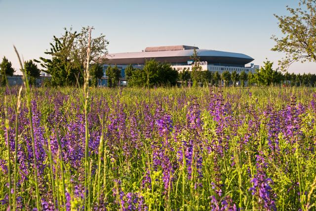 Wilder Salbei gibt den Blick frei auf die SAP-Arena, Mannheim