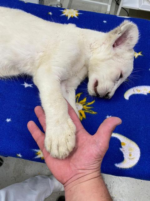 Die Pranken fast so groß wie eine Männerhand | Foto: Reptilium Landau