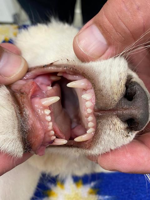 Schöne Beißerchen | Foto: Reptilium Landau