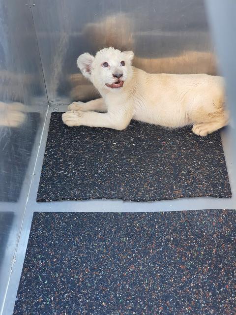 Noch in der Transportbox, bald im Grünen | Foto: Reptilium Landau