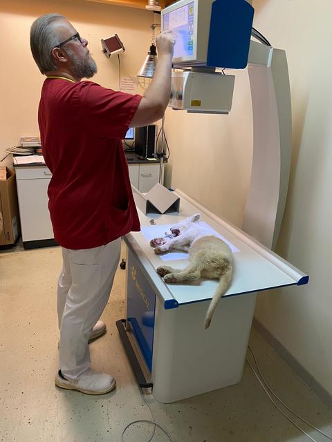 Untersuchung | Foto: Reptilium Landau