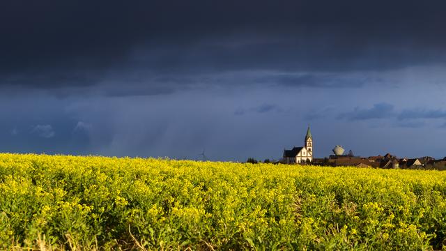 Die Kirche St. Martinus in Martinshöhe thront über einem blühenden Rapsfeld im März.