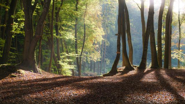 Der Weg zum Naturdenkmal Elendsklamm im Licht eines warmen Oktoberabends.