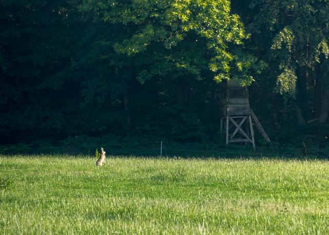 Ein Hase hält an einem frühen Junimorgen seine Löffel hoch und lauscht den Geräuschen auf einer Wiese in Bechhofen. 