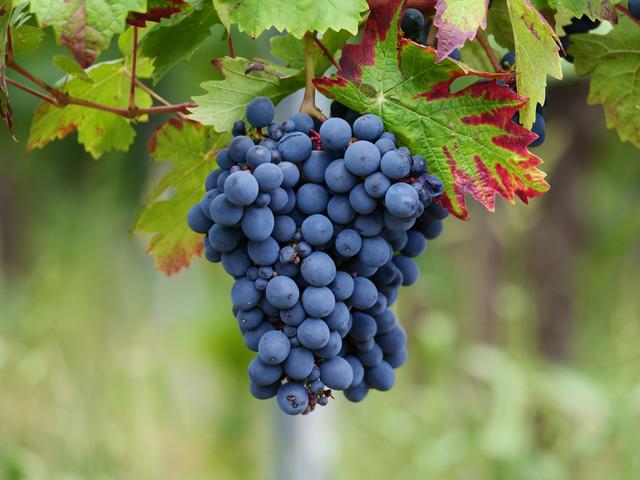 Weintrauben, im Weinberg bei Mörzheim, August 2020