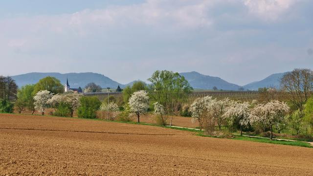 Frühling um Mörzheim, April 2020