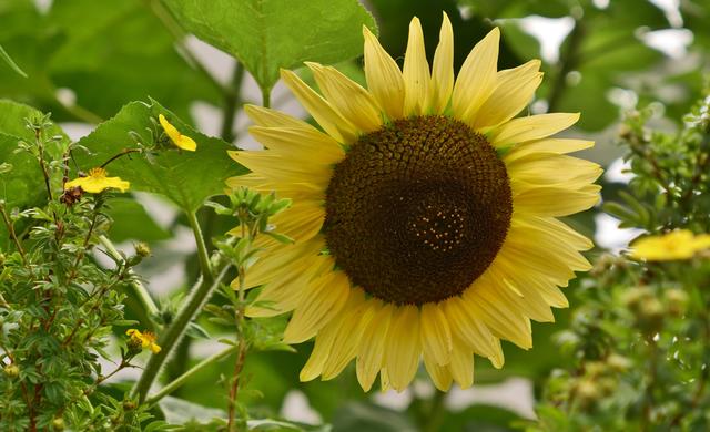  Vorgarten mit Sonnenblume, Wachenheim September 2020