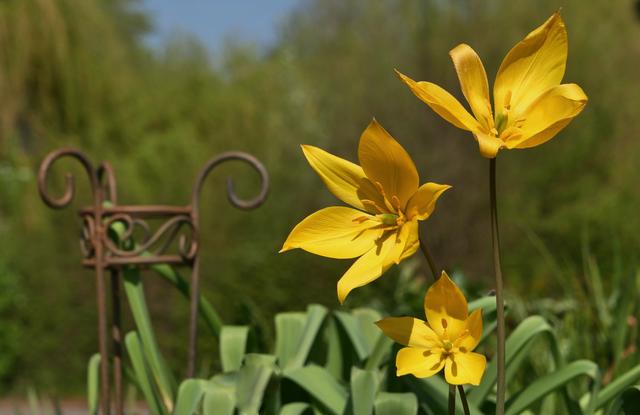 Wildtulpen im Vorgarten, Mörzheim April 2020