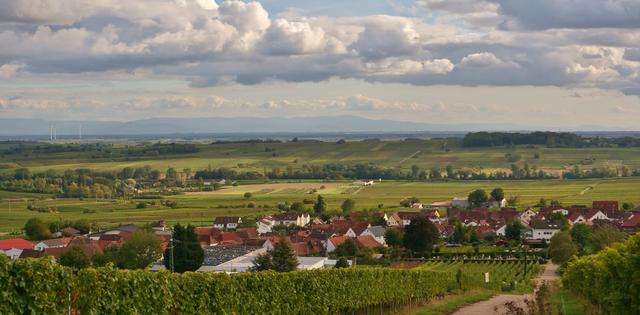Weinberge und Rheinebene bei Eschbach, Oktober 2019