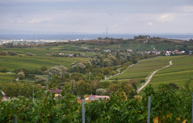 Blick über die Weinberge in die Rheinebene bei Eschbach, Oktober 2019