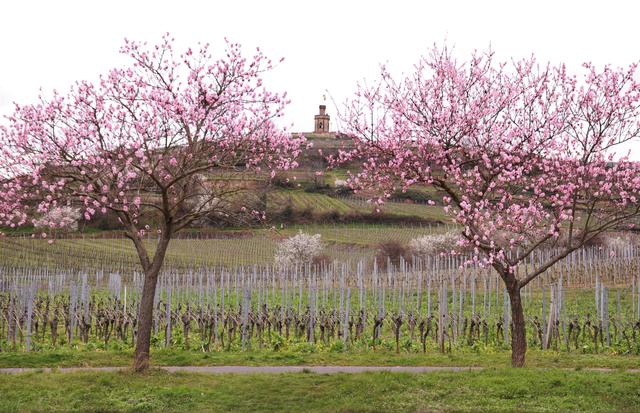 "Kaffeemühlchen" bei Bad Dürkheim  | Foto: Urheber Maike Müller