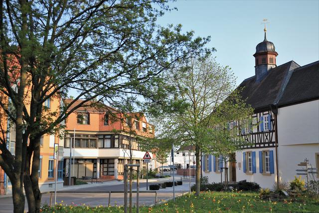 Historisches und neues Rathaus in Mutterstadt in Frühlingsstimmung  | Foto: Urheber Maike Müller