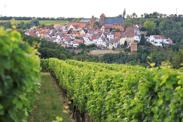 Blick auf Neuleiningen  | Foto: Urheber Maike Müller