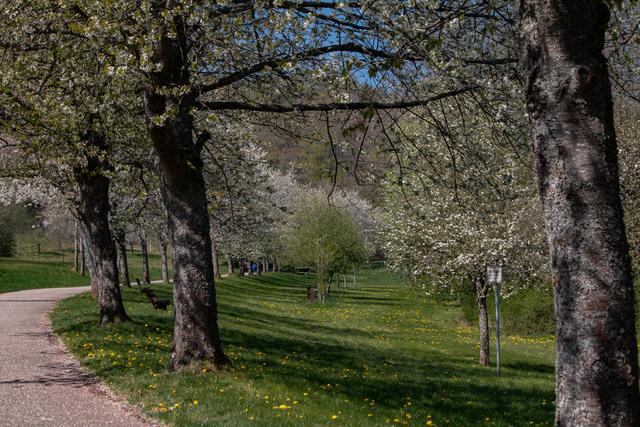 Silzer See April 2020