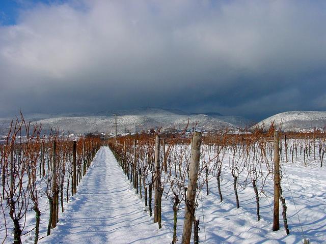 Reben im Winterschlaf (Blick zur Kalmit) | Foto: Horst-Werner Kasch
