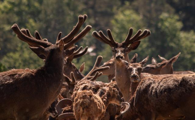 Wildpark Silz Juni 2020 