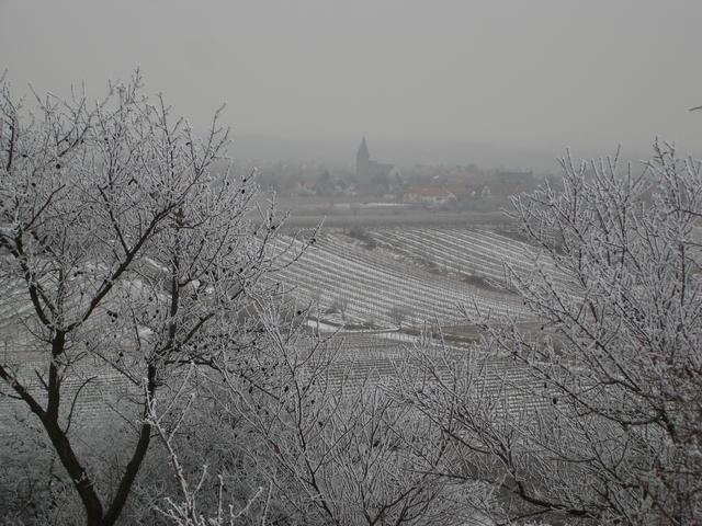 Mußbach im Novembergrau | Foto: Horst-Werner Kasch