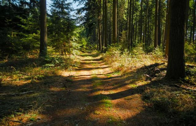 Waldweg der Rhein-Nahe-Schleife | Foto: soonteam