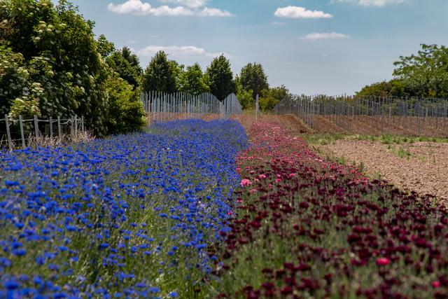 Kornfeld Meckenheim 2020 