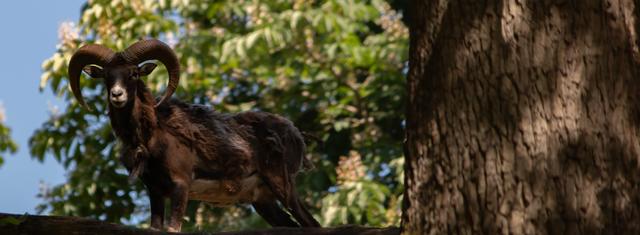 Wildpark Silz Juni 2020 