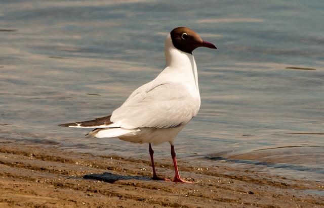 Möwe am Rhein Mai 2020