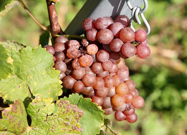 Der Goldene Herbst ist da! | Foto: Horst-Werner Kasch